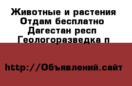 Животные и растения Отдам бесплатно. Дагестан респ.,Геологоразведка п.